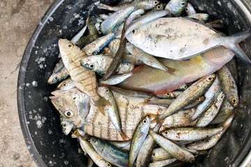 Chinchorro y varada del pescado pasados por agua (Foto TA)